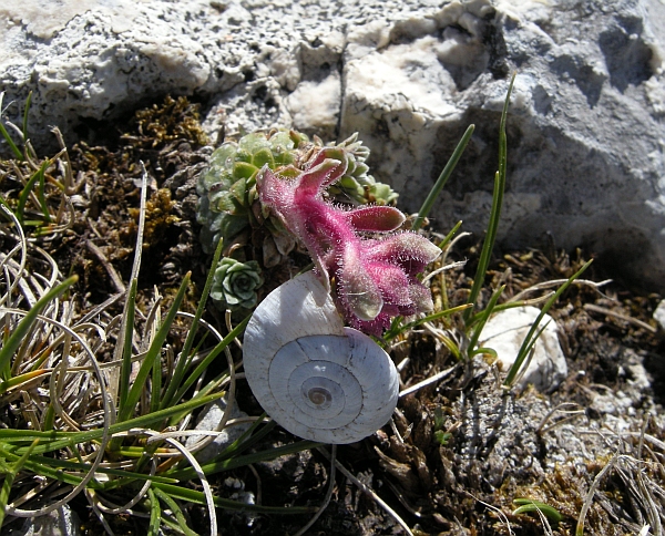 Saxifraga porophylla / Sassifraga porosa